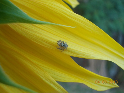 Philaeus chrysops - Benevento (BN)
